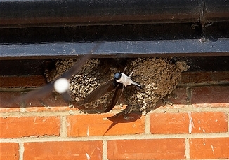 Birds Nesting under Eaves
